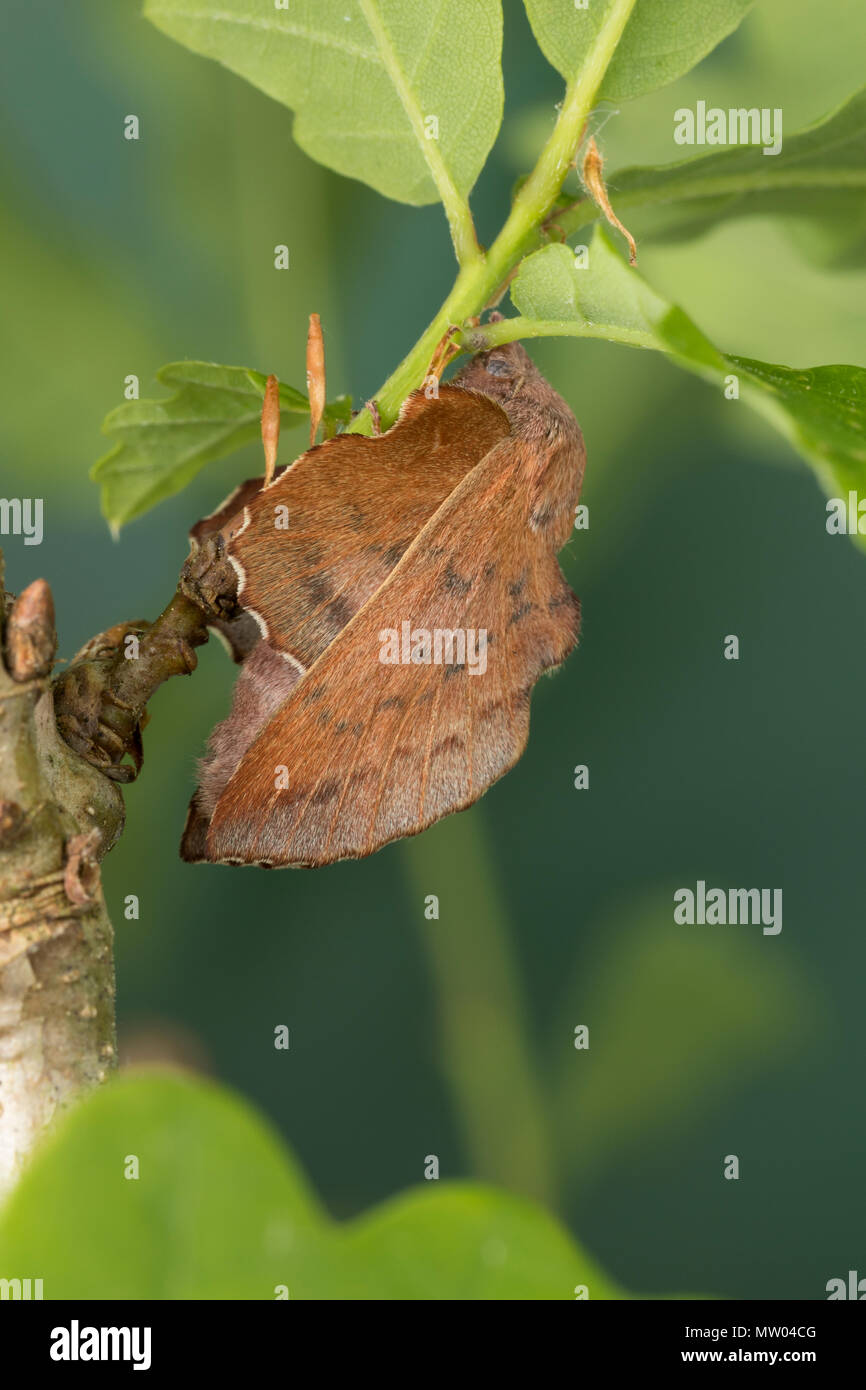 Kleine Eichenglucke Eichenglucke Eichen Glucke Phyllodesma Tremulifolia Phyllodesma Tremulifolium Aspen Lappet La Petite Feuille Morte Feuille Stock Photo Alamy