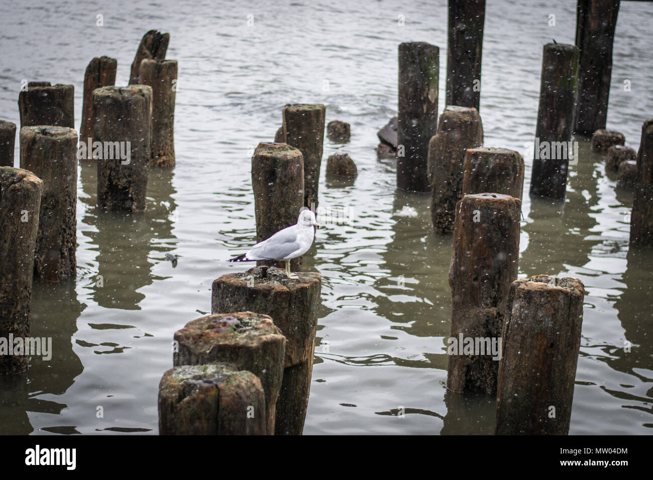 Seagull sitting on a pile from an old pier in the Hudson River of New York City Stock Photo