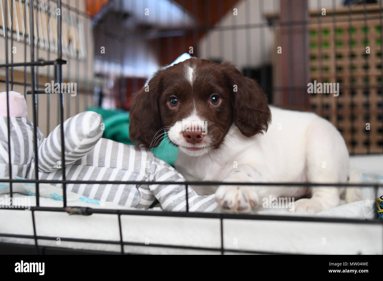 A 8 week old English springer spaniel puppy at home in her crate safe