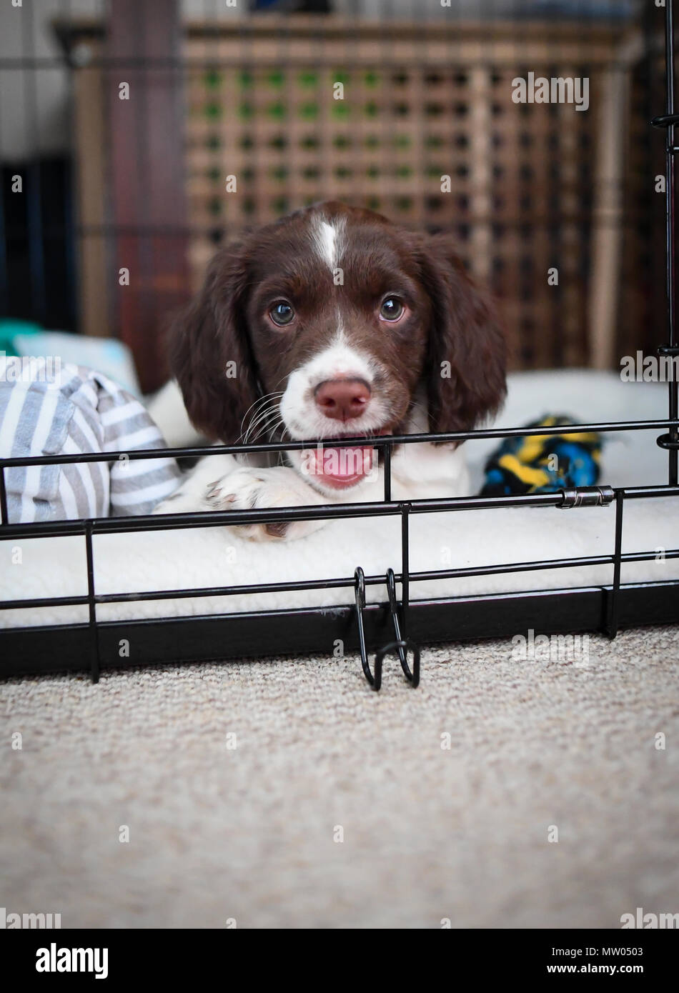 A 8 week old English springer spaniel puppy at home in her crate safe
