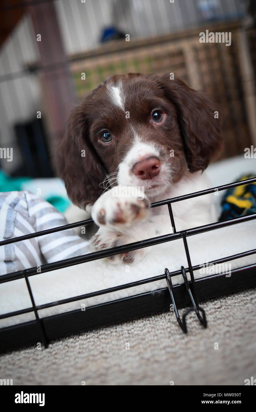 A 8 week old English springer spaniel puppy at home in her crate safe