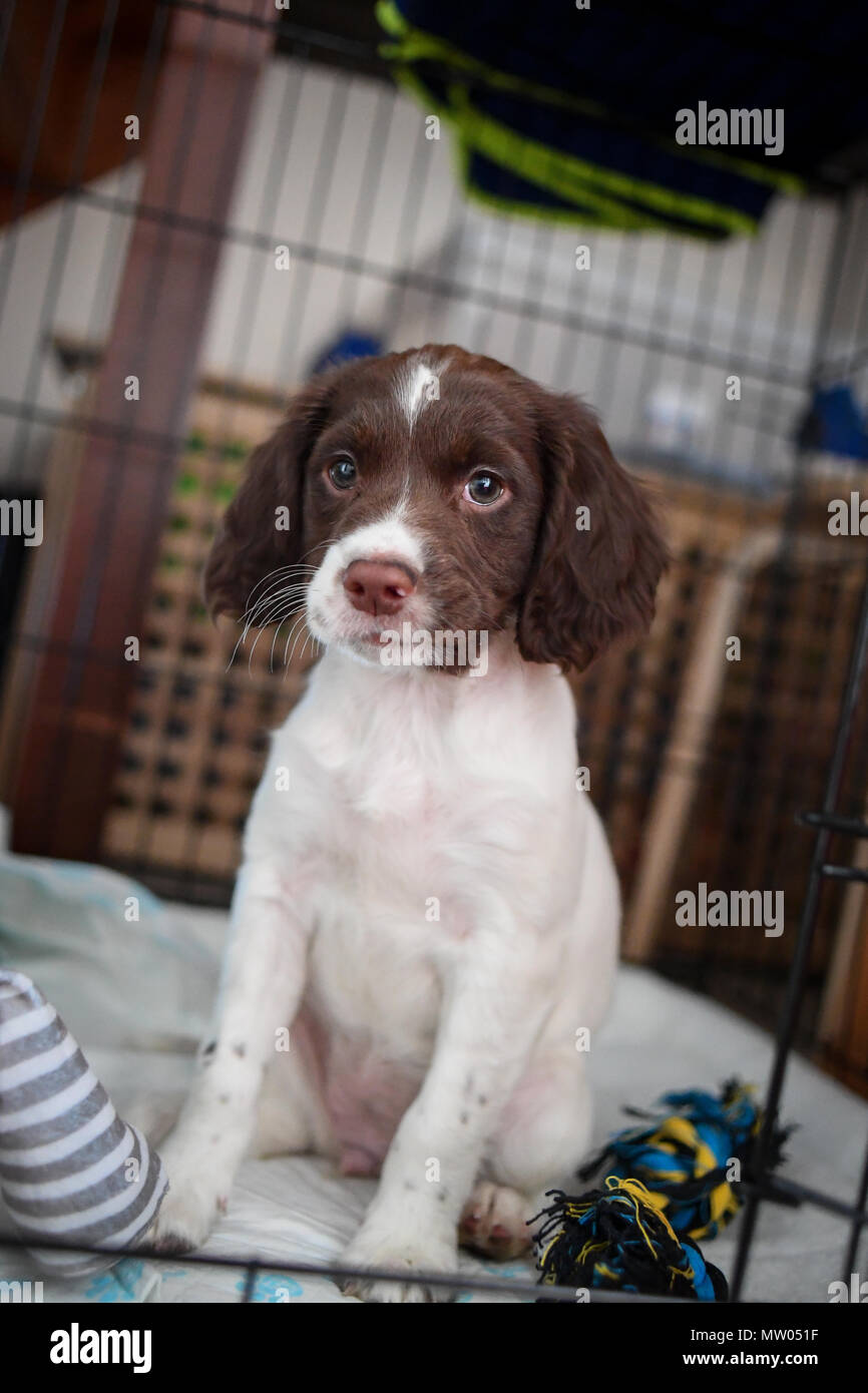 A 8 week old English springer spaniel puppy at home in her crate safe place Stock Photo Alamy