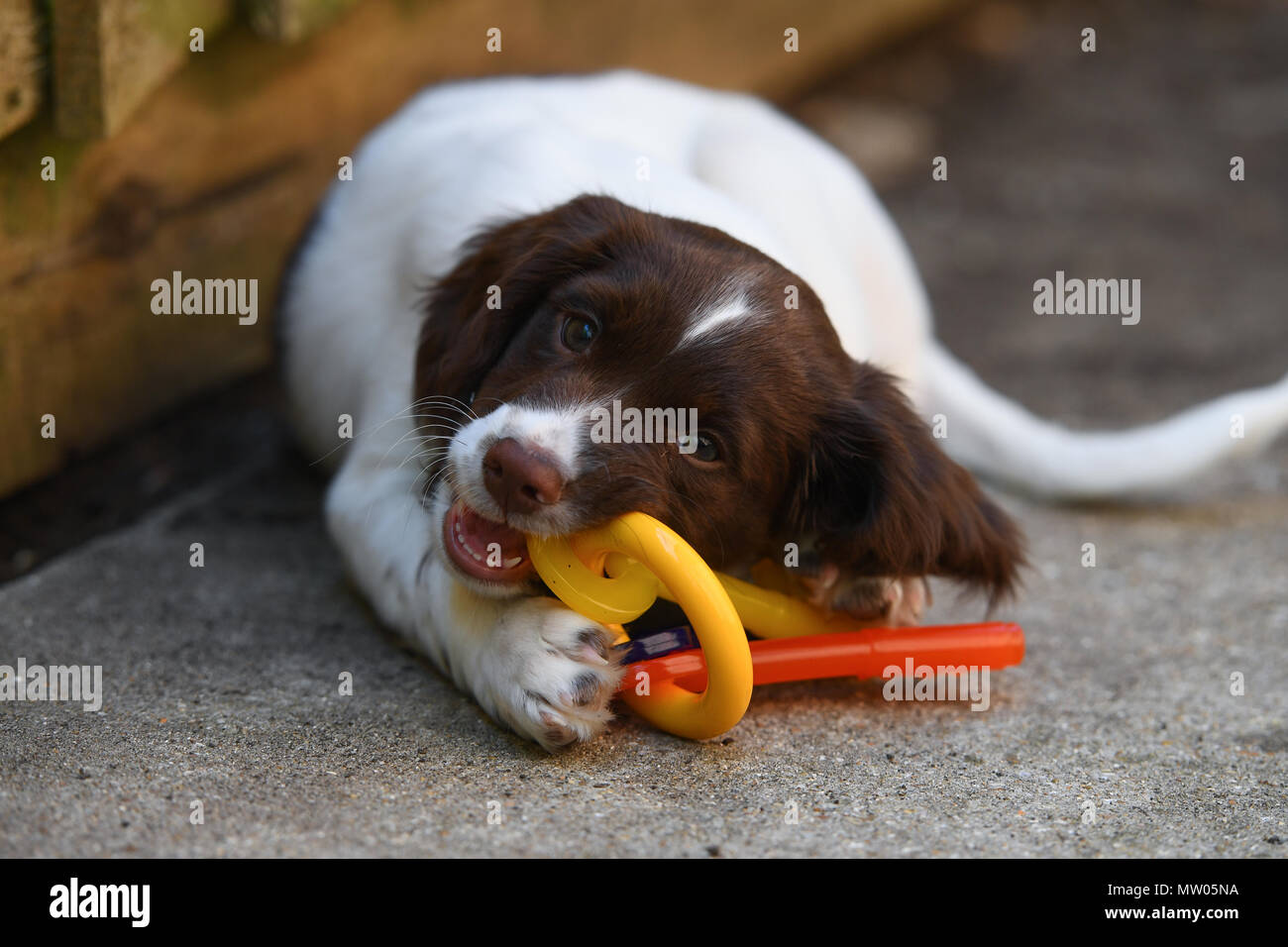 An English springer spaniel 10 week old puppy with flavoured teething rings in the shape of plastic keys. Stock Photo