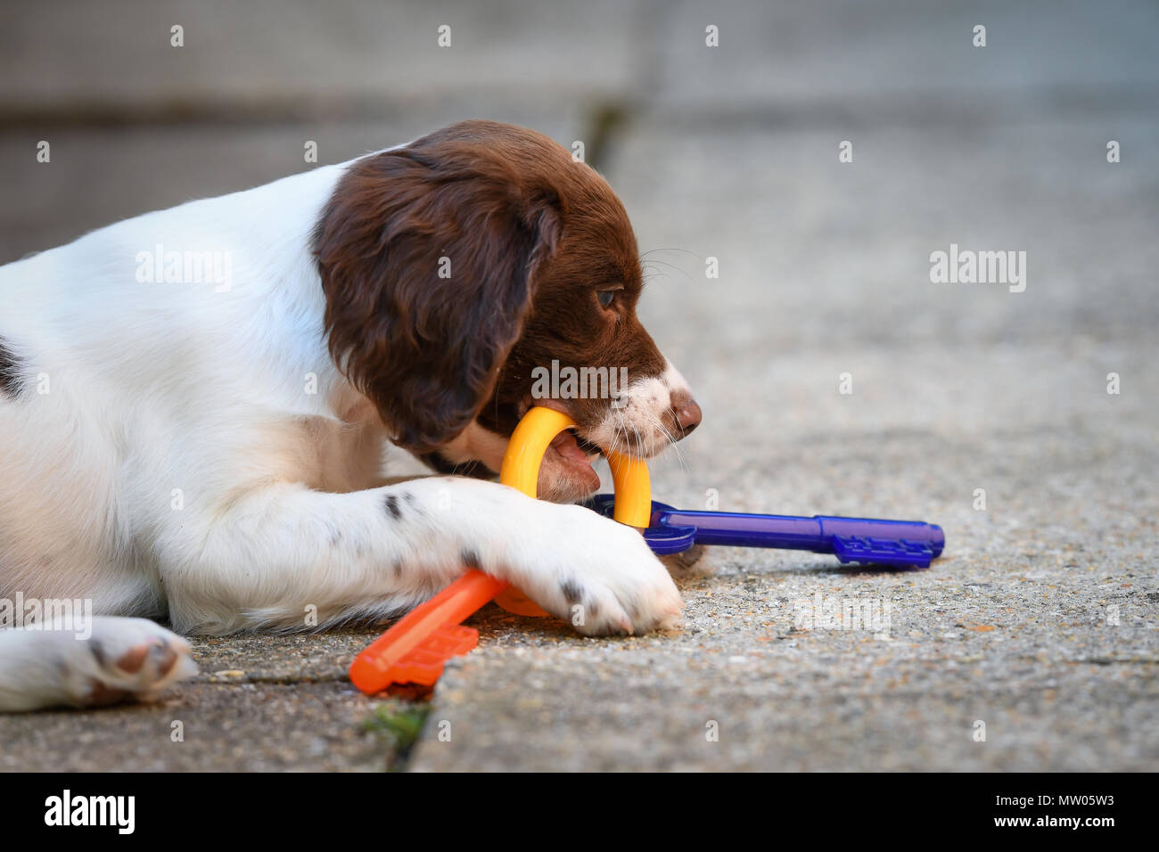 An English springer spaniel 10 week old puppy with flavoured teething rings in the shape of plastic keys. Stock Photo