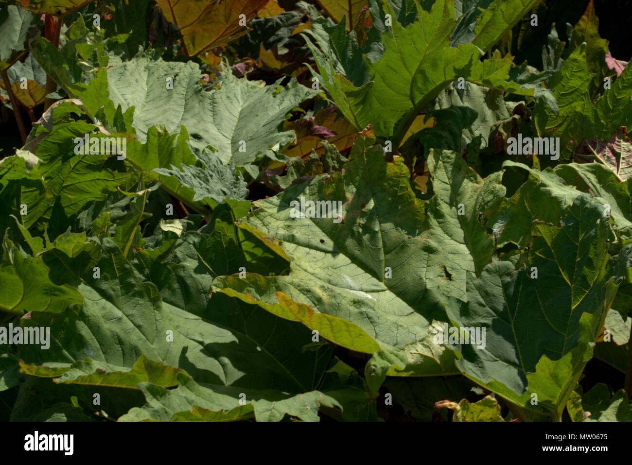 Giant Rheum, Rheum palmatum Stock Photo
