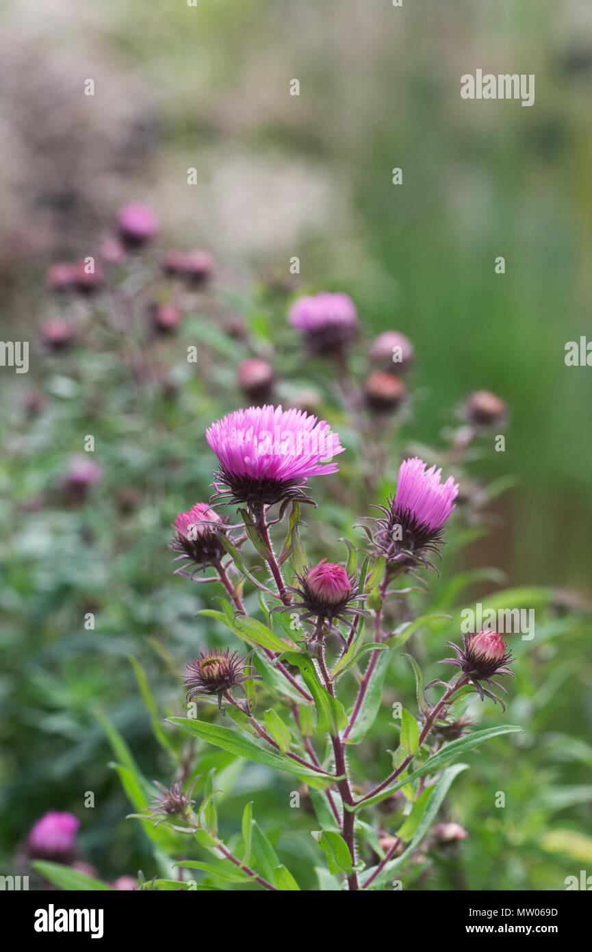 Aster novae-angliae Barr's Pink flowers. Stock Photo