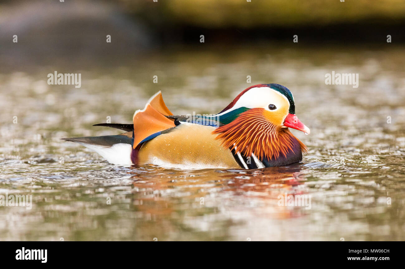 Mandarin duck swimming Stock Photo - Alamy