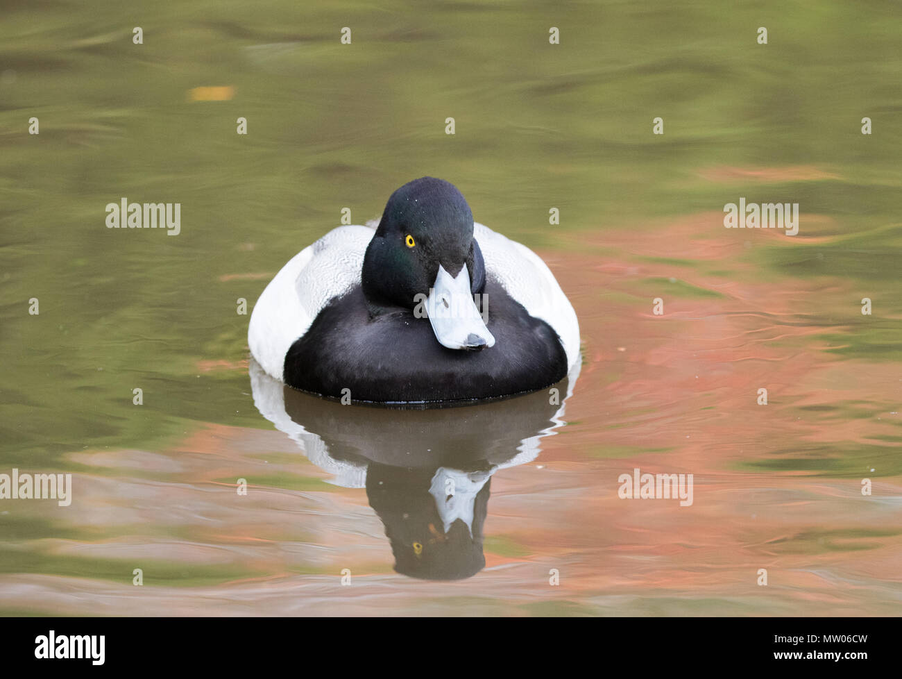 Angry tufted duck Stock Photo