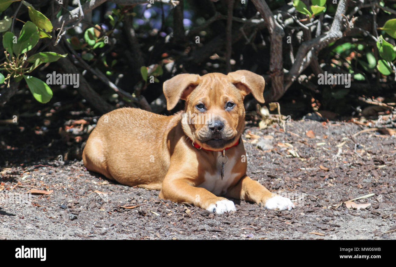 babyPuppy dog outside boxer pit bull mix Stock Photo
