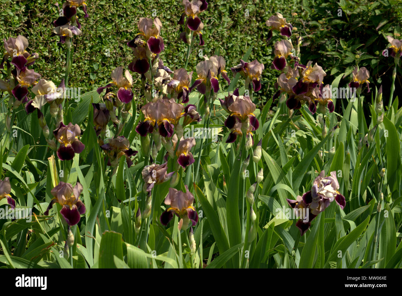 Sherbet type Bearded Iris Stock Photo - Alamy