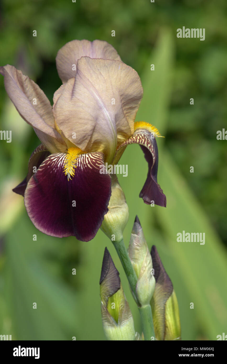 Sherbet type Bearded Iris Stock Photo - Alamy