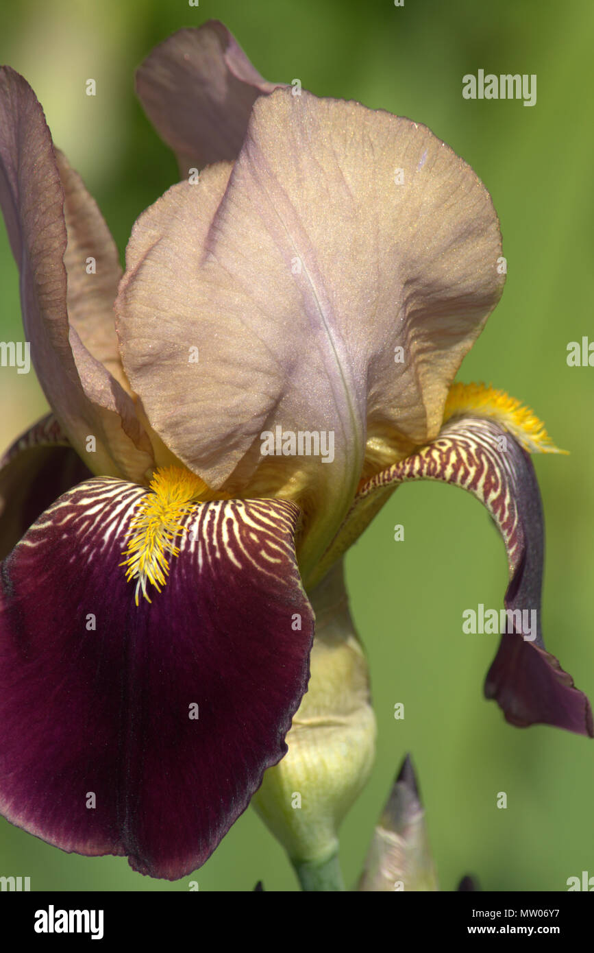 Sherbet type Bearded Iris Stock Photo - Alamy