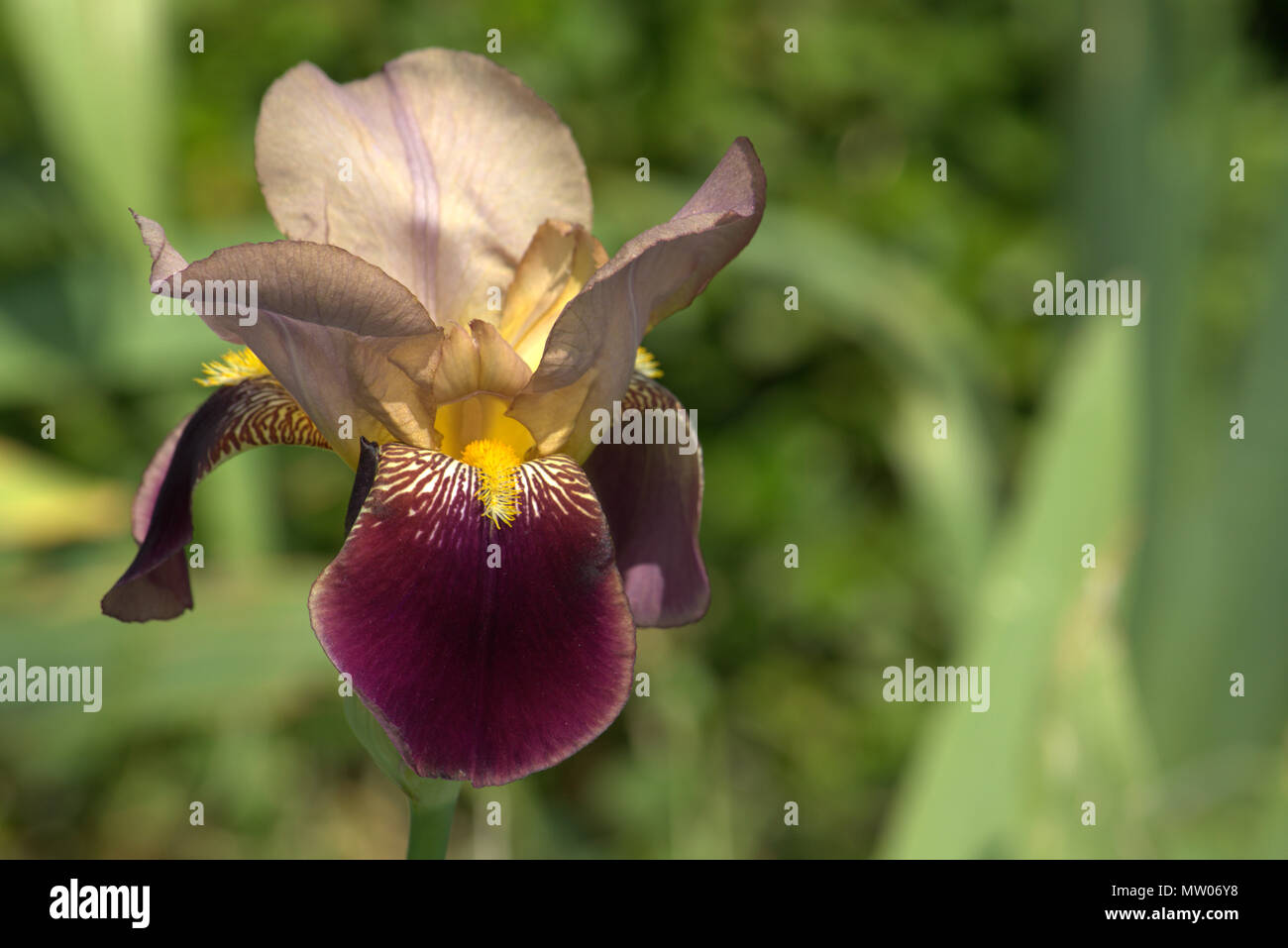 Sherbet type Bearded Iris Stock Photo - Alamy