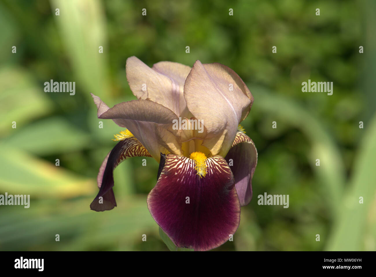 Sherbet type Bearded Iris Stock Photo - Alamy