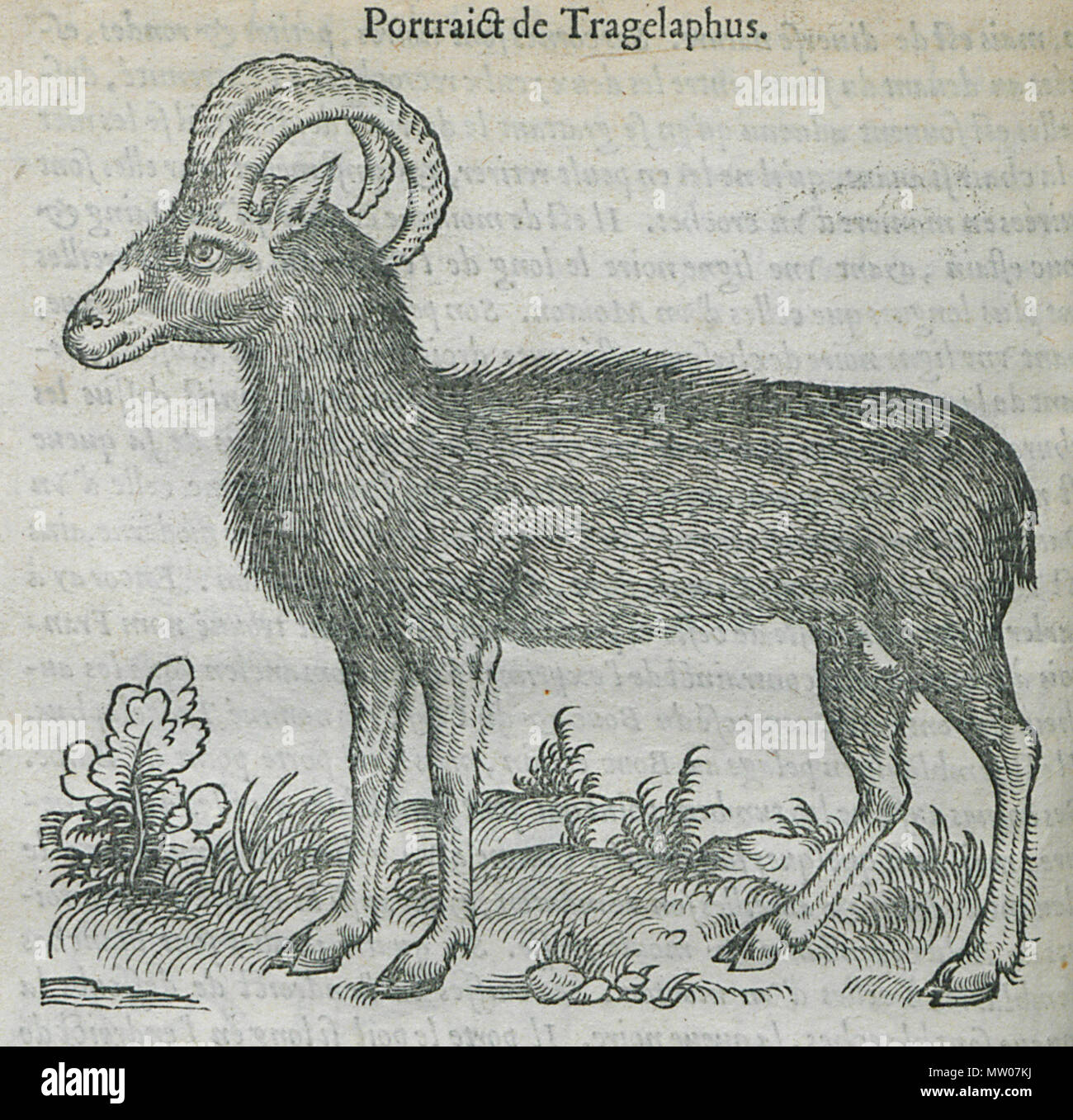 . English: Pierre Belon. Les observations de plusieurs singularitez & choses mémmorables, trouvées en Grèce, Asie, Judée, Égypte, Arabie, aux autres pays étrangers, Paris, Guillaume Cavellat & Gilles Corrozet, 1554. 1554.   Pierre Belon  (1517–1564)      Alternative names Bel.; Белон Пьер; Pierre Belon; Pierre Belon du Manse; Petrus Bellonius Cenomanus; Belon; Pierre Belon Le Mans  Description French naturalist, writer, zoologist, physician, botanist and diplomat French naturalist  Date of birth/death 1517 April 1564  Location of birth/death Cérans-Foulletourte Paris  Authority control  : Q445 Stock Photo