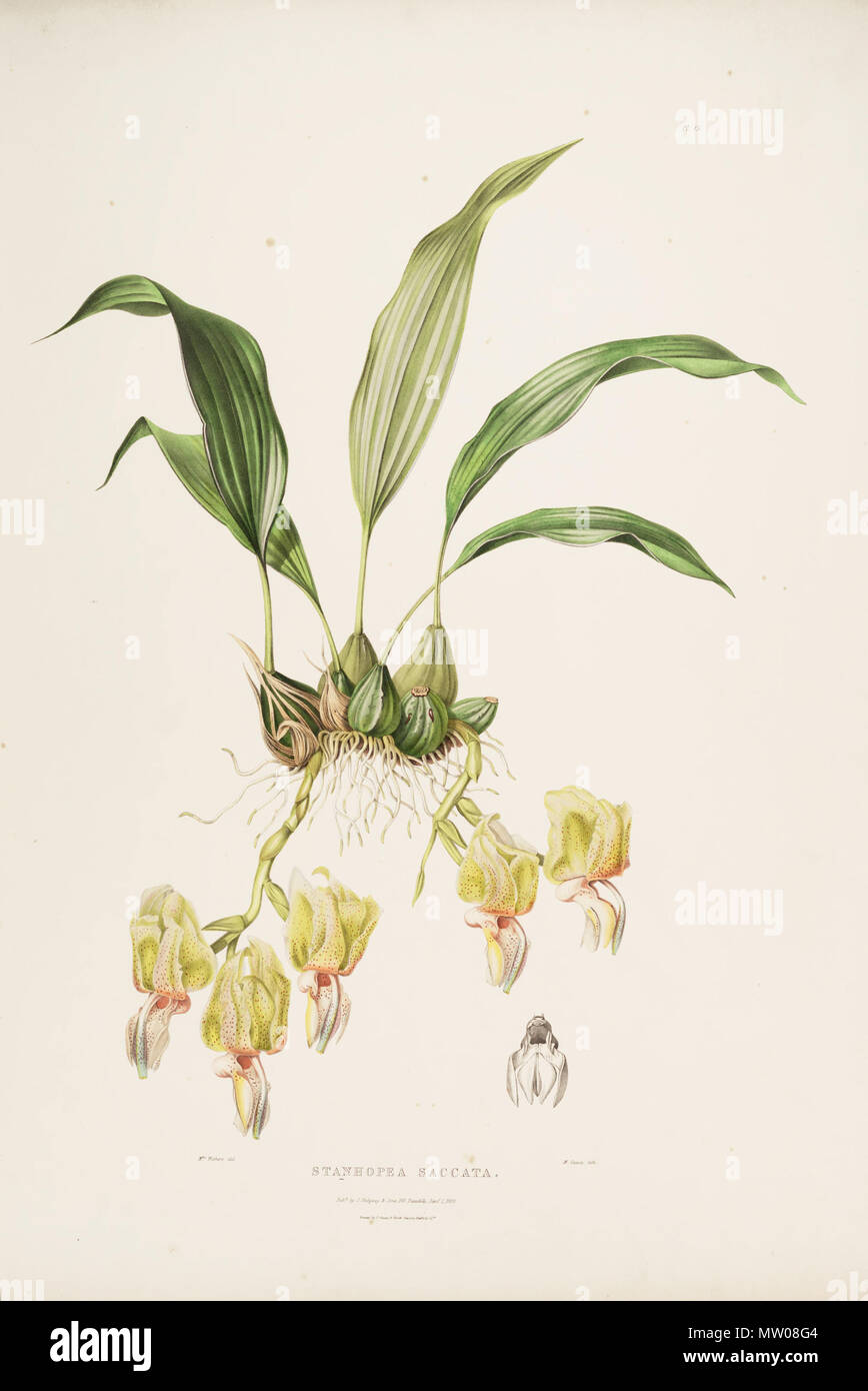. Illustration of Stanhopea saccata . 1843. Augusta Innes Withers (del.) - M. Gauci (lith.) 572 Stanhopea saccata-Bateman Orch. Mex. Guat. pl. 15 (1843) Stock Photo