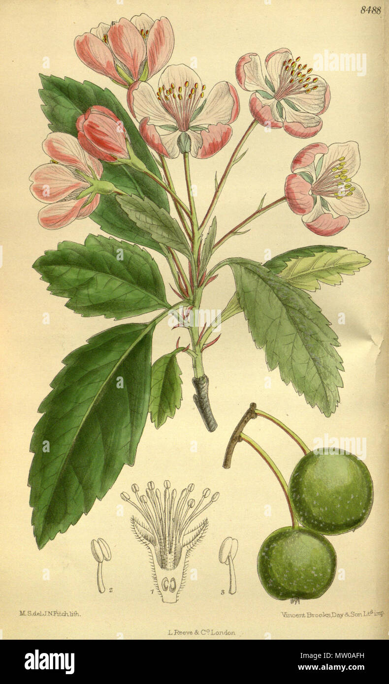 . Pyrus ioensis (= Malus ioensis), Rosaceae . 1913. M.S. del, J.N.Fitch, lith. 507 Pyrus ioensis 139-8488 Stock Photo