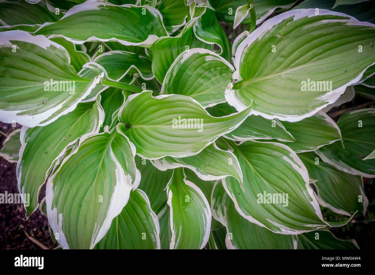green leaf background Stock Photo