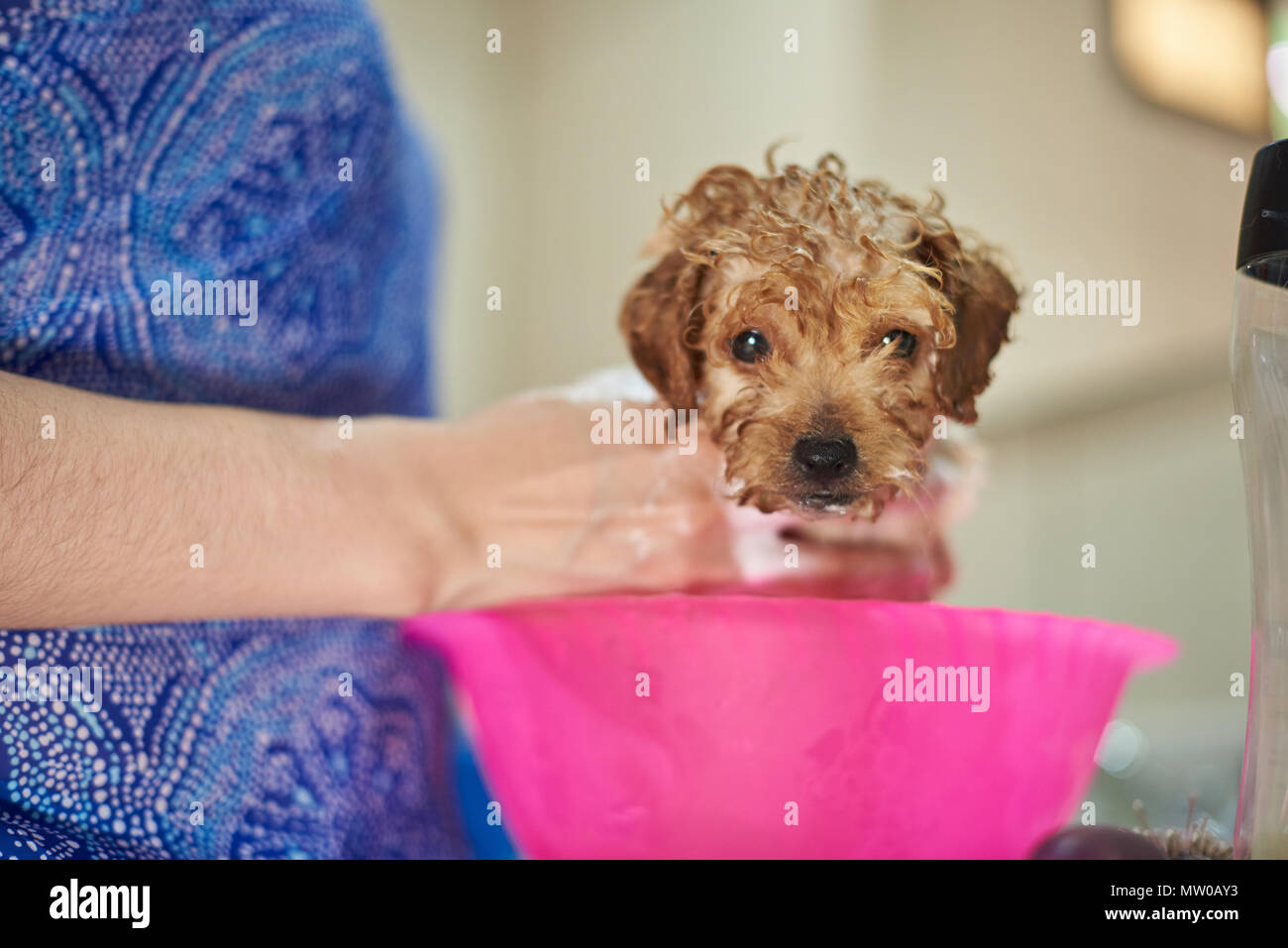 Wet curly brown puppy dog. Washing dog service Stock Photo Alamy