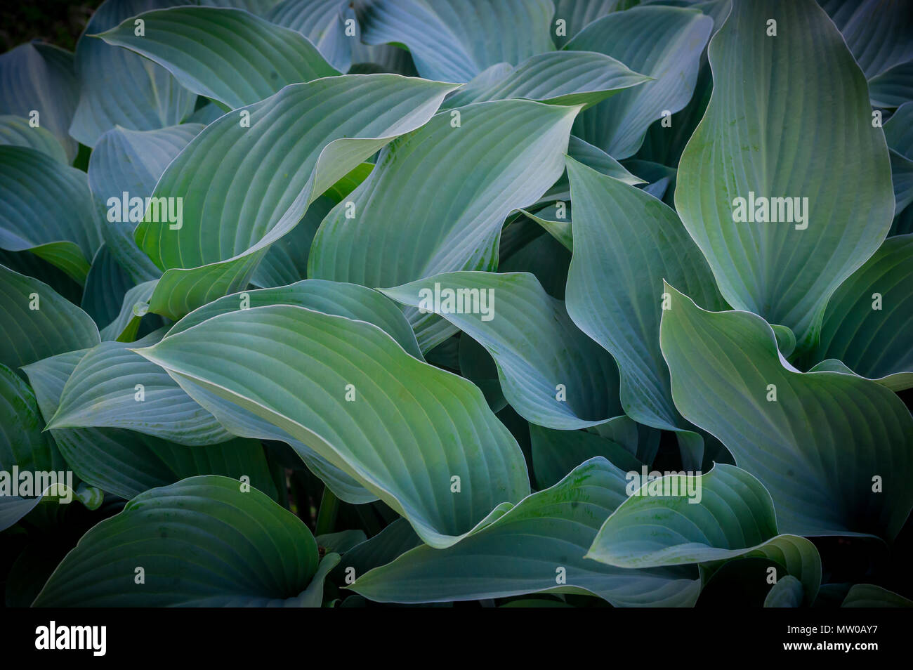 green leaf background Stock Photo