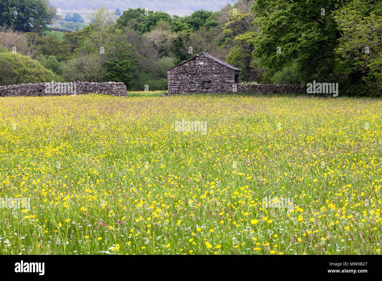 Wildflower meadow at Appersett in the Yorkshire Dales National Park Stock Photo