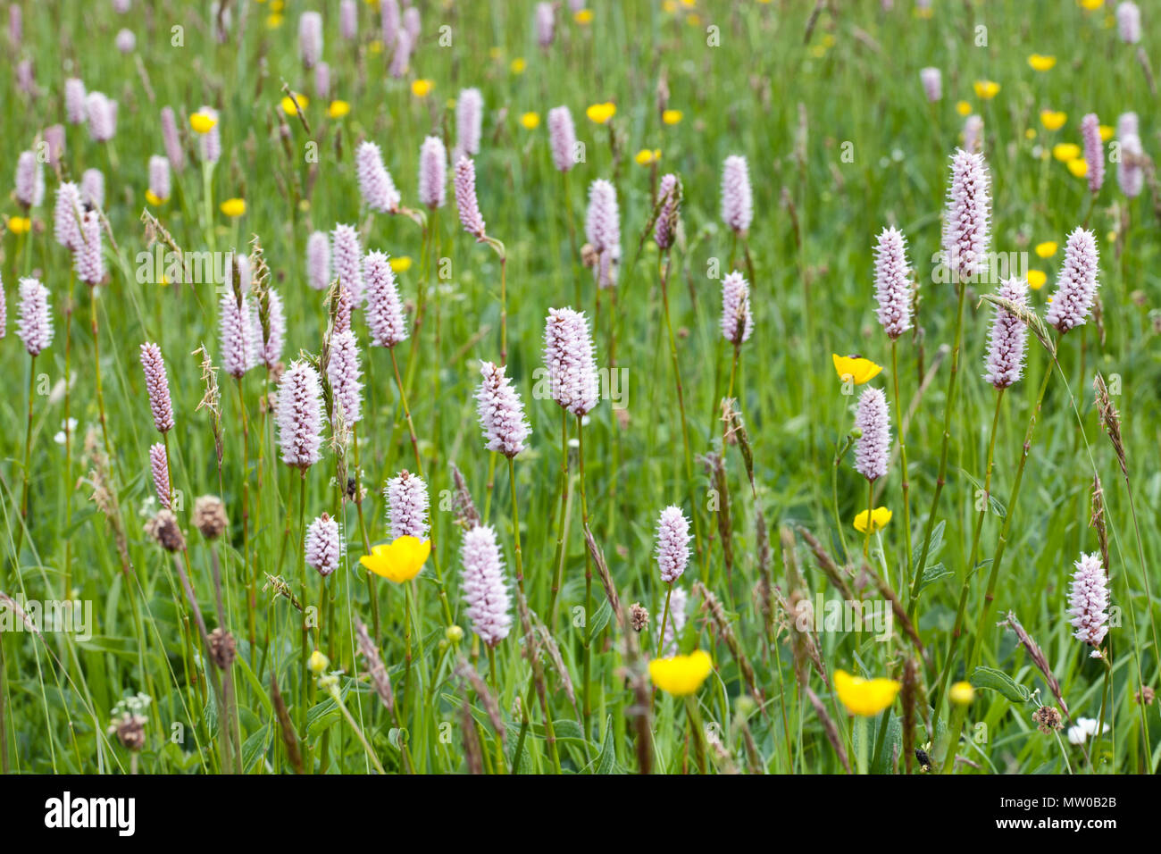 Wildflower meadow at Appersett near Hawes in the Yorkshire Dales Stock Photo