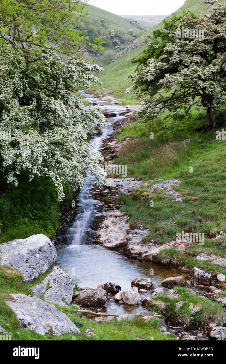 Waterfall on Buckden Beck feeding into the River Wharfe in Wharfedale, North Yorkshire Stock Photo
