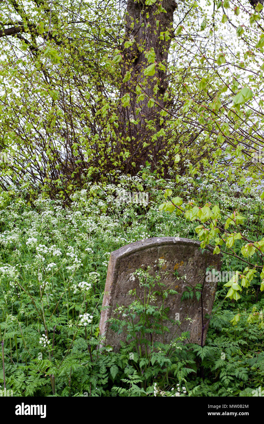 Overgrown gravestone in Northleach churchyard, Gloucestershire Stock Photo