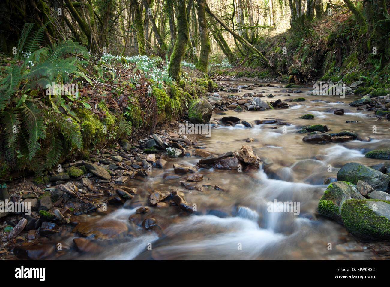 The River Avil flows through Snowdrop Valley in Exmoor National Park Stock Photo