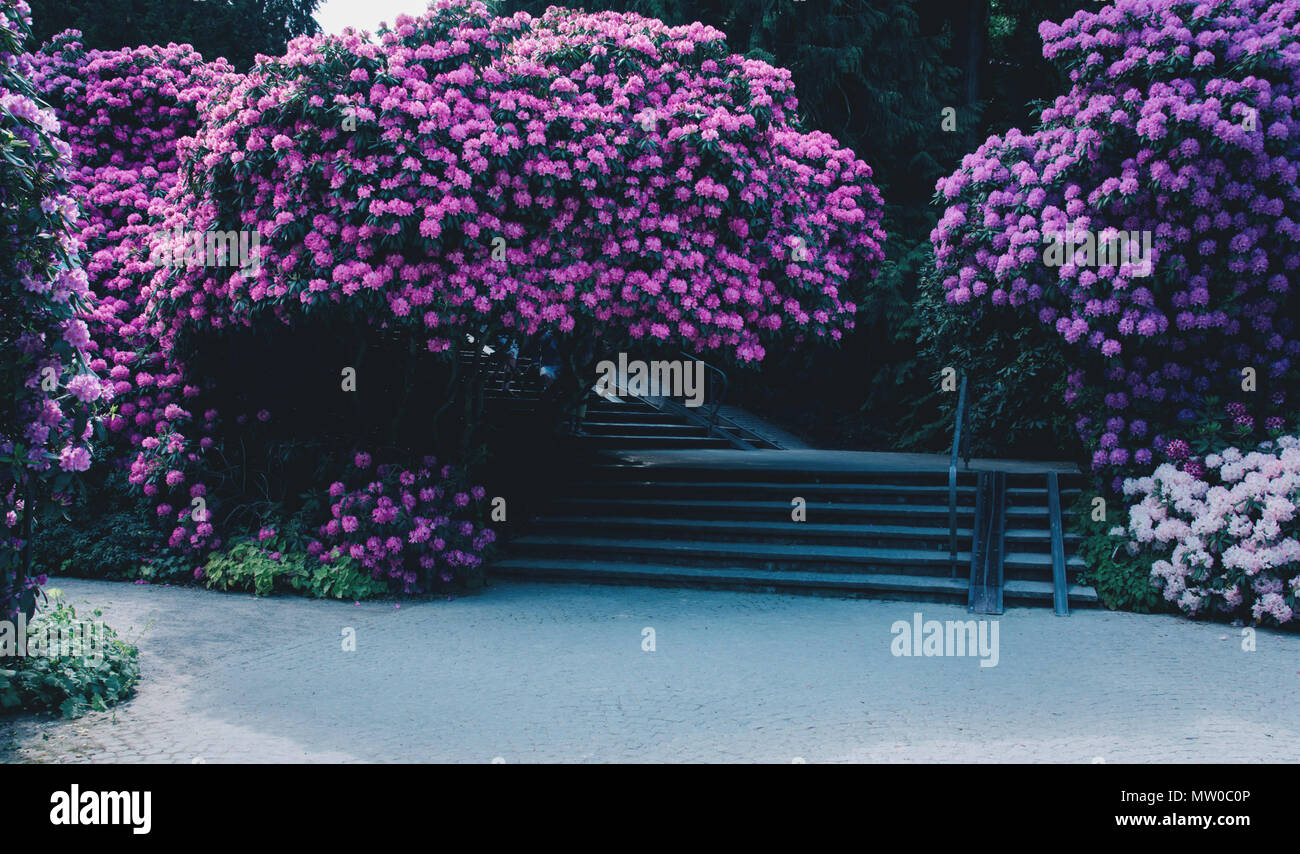 Rhododendron pink flowers background. Rhododendron flower pattern Stock