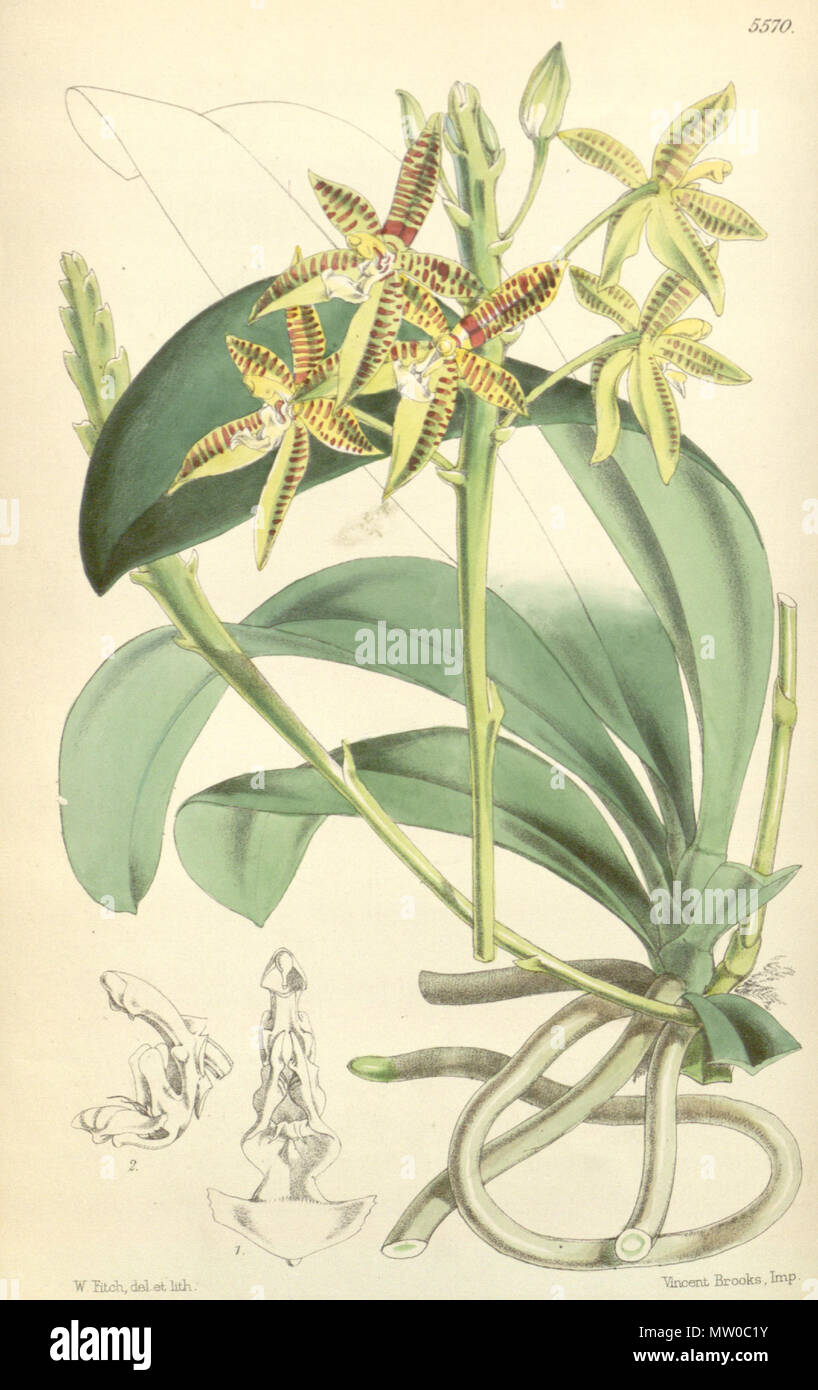 . Illustration of Phalaenopsis cornu-cervi (as syn. Polychilos cornu-cervi) . 1866. Walter Hood Fitch (1817-1892) del. et lith. Description by James Bateman (1811-1897) 479 Phalaenopsis cornu-cervi (as Polychilos cornu-cervi) - Curtis' 92 (Ser. 3 no. 22) pl. 5570 (1866) Stock Photo