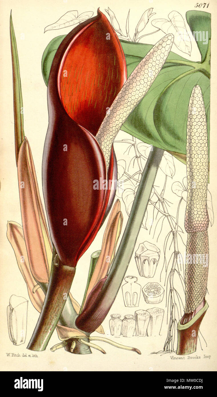 . Philodendron erubescens . 1858. Hooker 480 Philodendron erubescens Bot. Mag. 84. 5071. 1858 Stock Photo