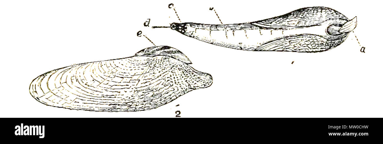 . English: The common piddock (Pholas dactylus) Linnaeus, 1758; Pholadidae . 1901. British Museum 481 Pholas dactylus 001 Stock Photo