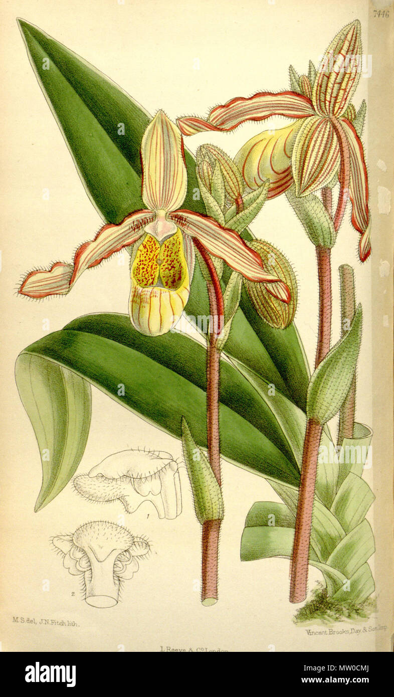 . Illustration of Phragmipedium lindleyanum (as syn. Selenipedium sargentianum) . 1895. M. S. del. ( = Matilda Smith, 1854-1926), J. N. Fitch lith. ( = John Nugent Fitch, 1840–1927) Description by Joseph Dalton Hooker (1817—1911) 481 Phragmipedium lindleyanum (as Selenipedium sargentianum) - Curtis' 121 (Ser. 3 no. 51) pl. 7446 (1895) Stock Photo