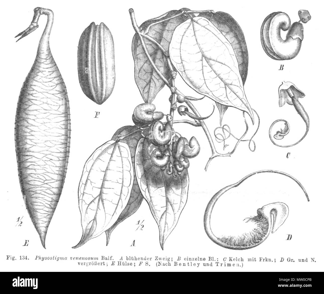 . Illustration from book . 1891. Paul Hermann Wilhelm Taubert (1862-1897) 481 Physostigma venenosum Taub134 Stock Photo