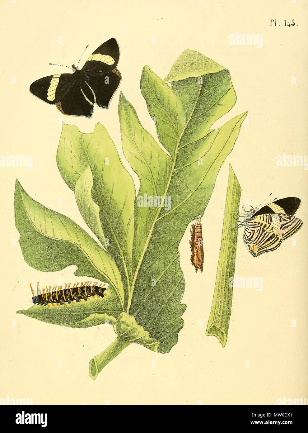 . Illustration of: Colobura dirce (as syn. Papilio dirce) (This spec. is also depicted in plate 149 as Papilio dirceoides) . 1852. Jan Sepp (1778 - 1853) 552 Sepp-Surinaamsche vlinders - pl 145 plate Colobura dirce Stock Photo