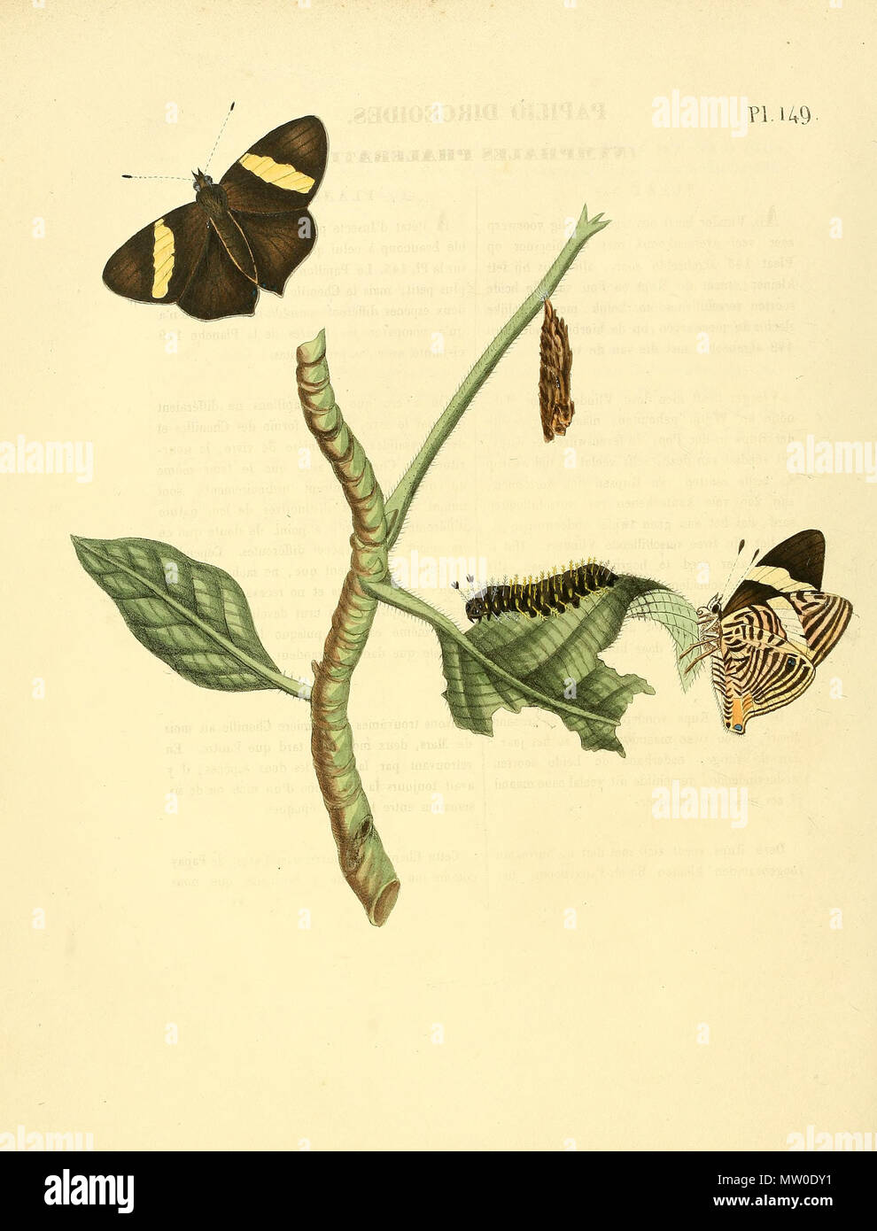 . Illustration of: Colobura dirce (as syn. Papilio dirceoides) This spec. is also depicted in plate 145 as Papilio dirce) . 1852. Jan Sepp (1778 - 1853) 552 Sepp-Surinaamsche vlinders - pl 149 plate Colobura dirce Stock Photo