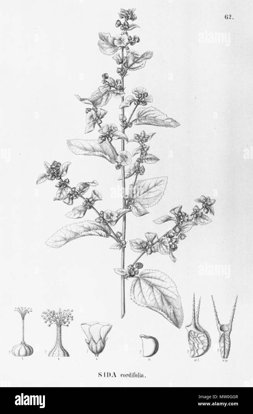. Illustration of Sida cordifolia . between 1886 and 1892. Carl Friedrich Philipp von Martius (1794-1868), August Wilhelm Eichler (1839-1887), Ignaz Urban (1848-1931) 556 Sida cordifolia Stock Photo