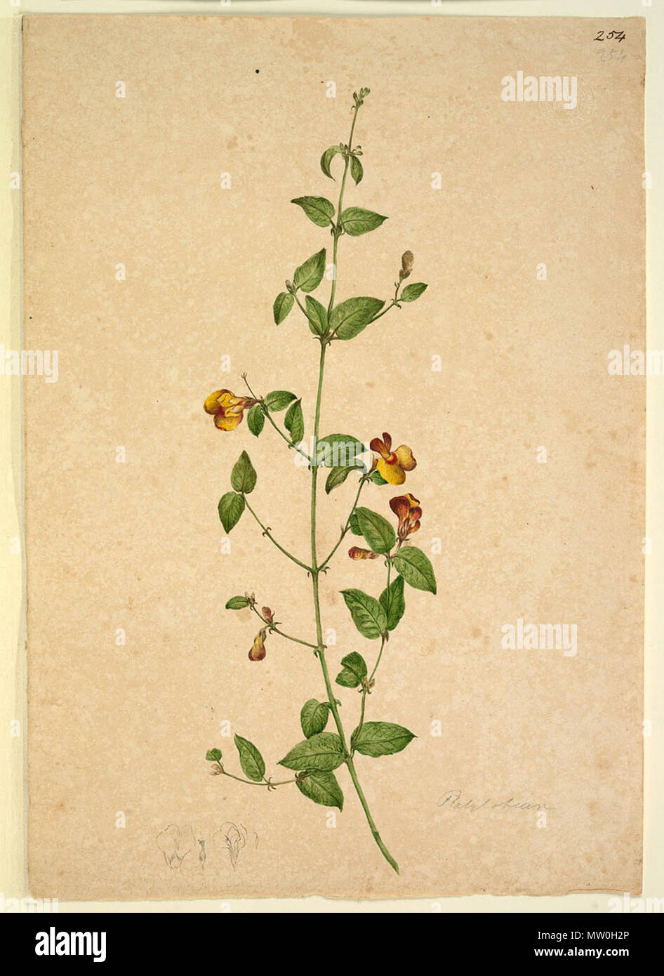 . This image is a digital reproduction of a water colour by John Lewin of a plant in 2003 described as Platylobium. The description of each drawing is given in a pdf, unobtainable at the time of upload. transcriptions . 1803 - 1808?. John Lewin 488 Platylobium (1803-1808 ) by Lewin Stock Photo
