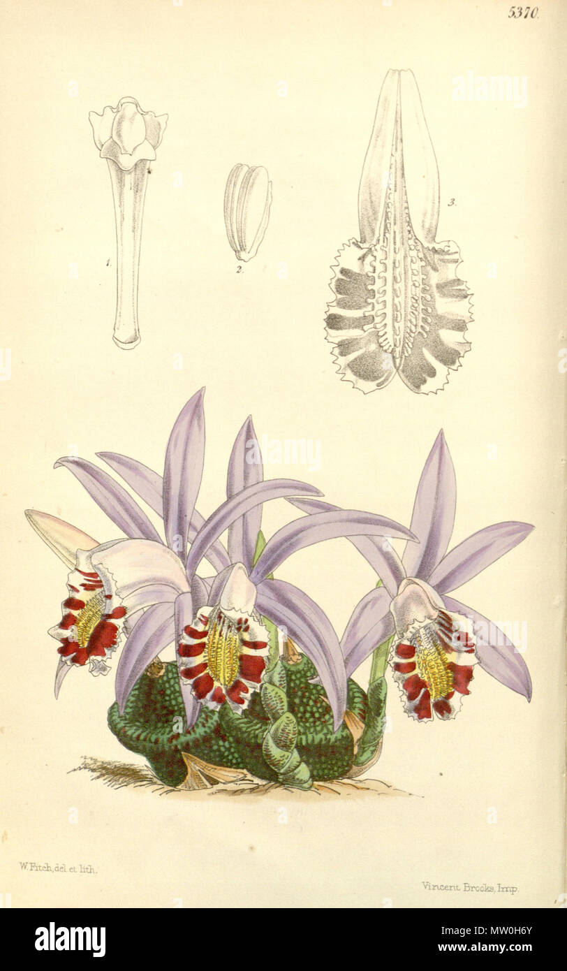 489 Pleione × lagenaria (as Coelogyne lagenaria) - Curtis' 89 (Ser. 3 no. 19) pl. 5370 (1863) Stock Photo