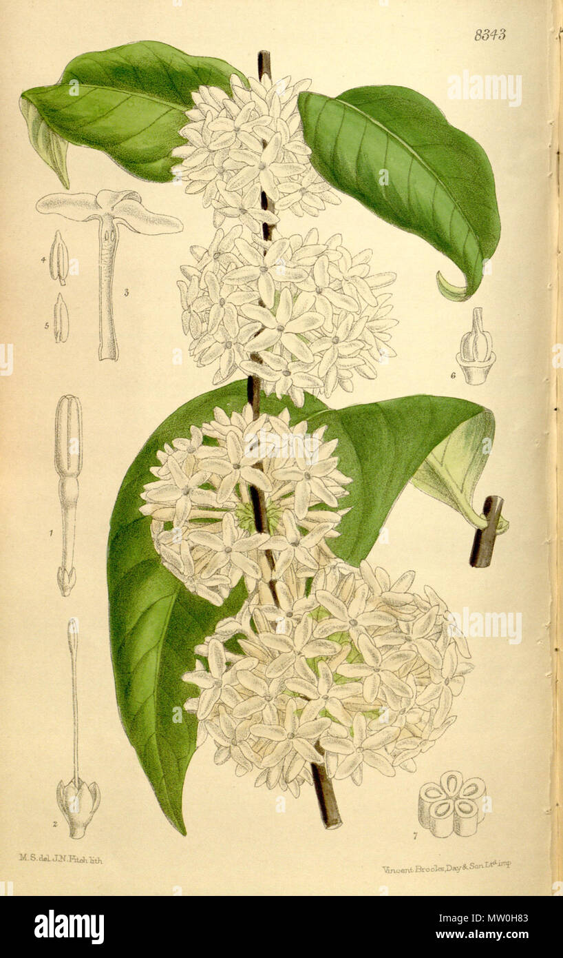 . Pleiocarpa mutica, Apocynaceae . 1910. M.S. del., J.N.Fitch lith. 489 Pleiocarpa mutica 136-8343 Stock Photo