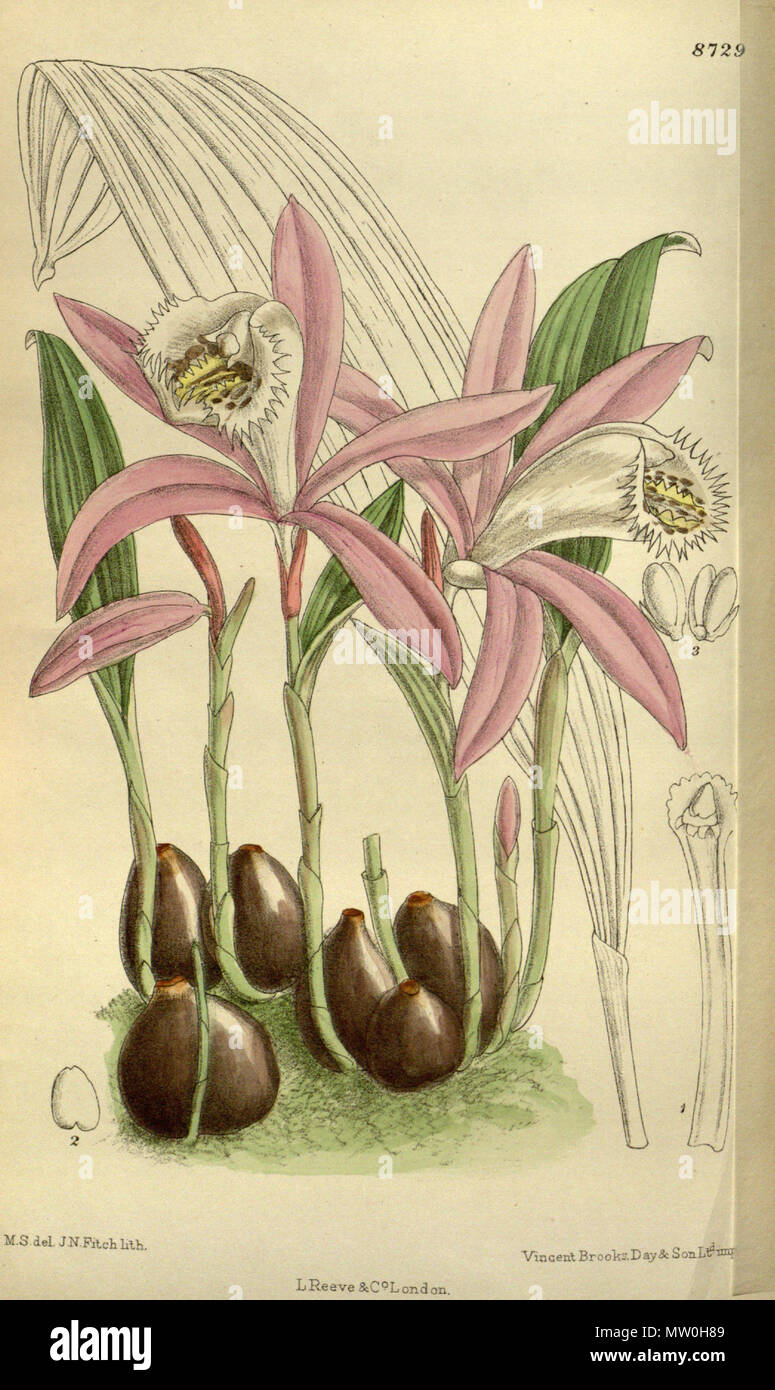 . Pleione pricei (= Pleione formosana), Orchidaceae . 1917. M.S. del., J.N.Fitch lith. 489 Pleione pricei 143-8729 Stock Photo