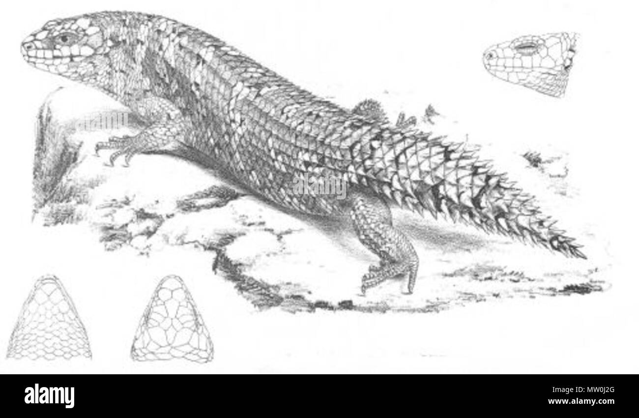 . This is an image entitled 'Silubosaurus Stokesii' from Volume 1 of John Lort Stokes' 1846 book Discoveries in Australia. The lizard depicted is now known as Egernia stokesii stokesii. 1846. 'Day & Haghe, Lithographers to the Queen.' 558 Silubosaurus Stokesii (Discoveries in Australia) Stock Photo