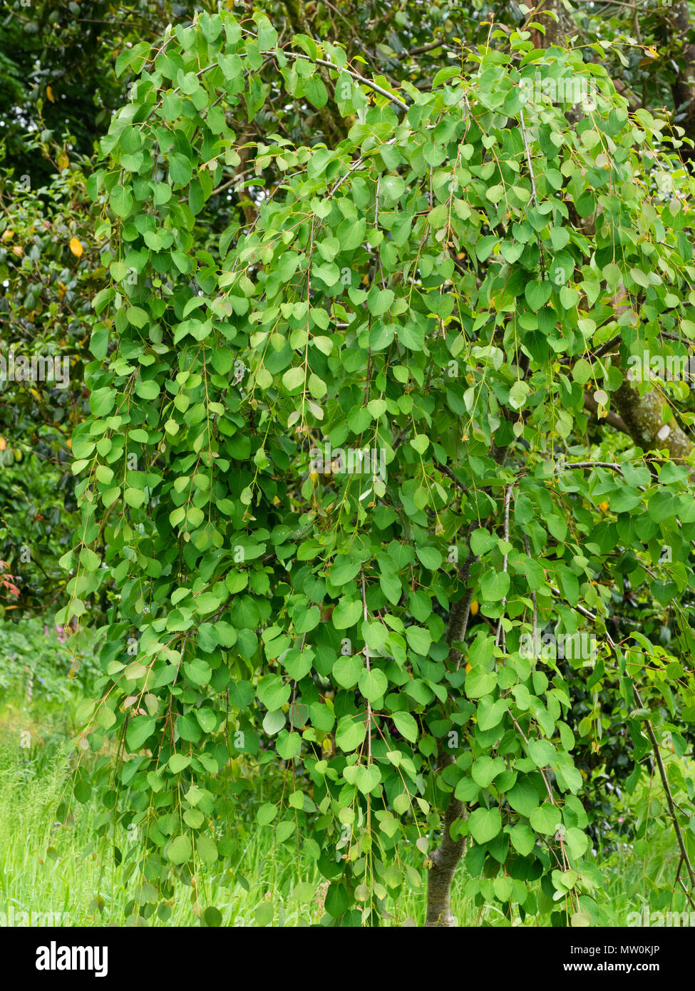 Young plant of the weeping form of the Katsura tree, Cercidiphyllum japonicum 'Amazing Grace' Stock Photo