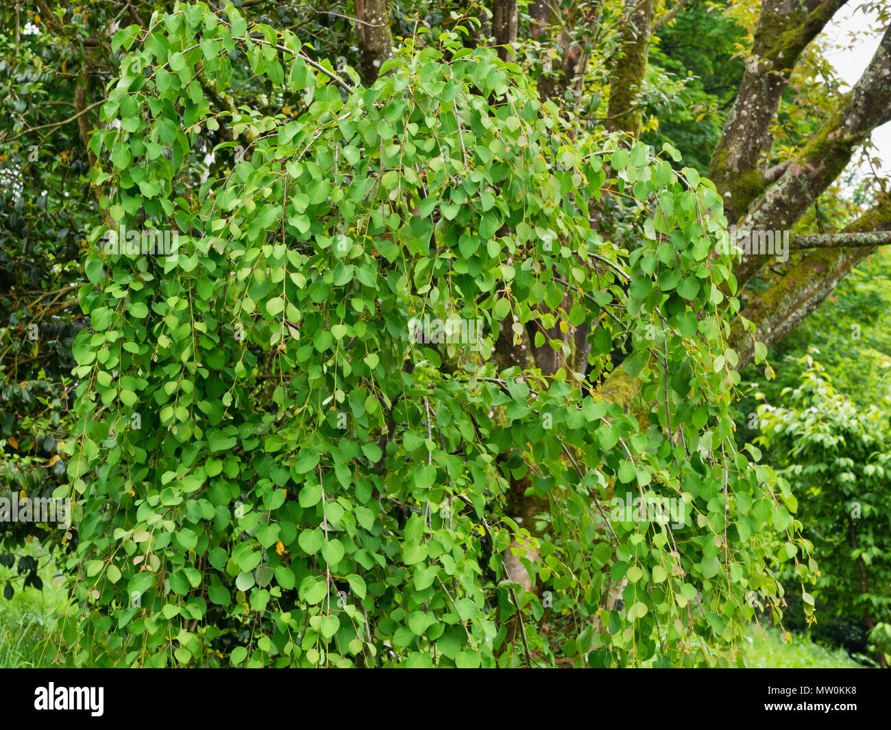 Young plant of the weeping form of the Katsura tree, Cercidiphyllum japonicum 'Amazing Grace' Stock Photo