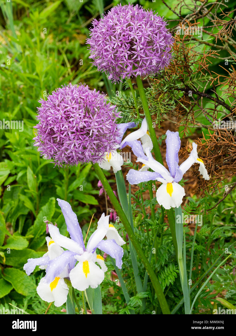 Flowers of the dutch iris, Iris x hollandica 'Silvery Beauty' contrast with the mauve globes of Allium giganteum in an early summer border Stock Photo