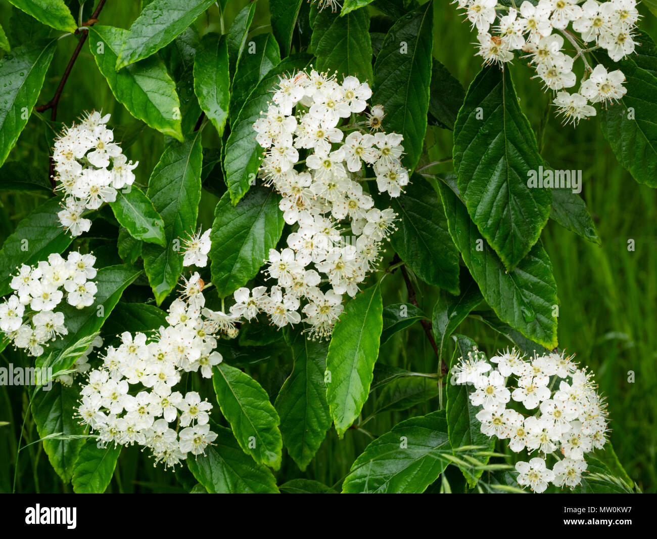 Early summer flowers of the hardy deciduous whitebeam tree, Sorbus folgneri 'Emiel' Stock Photo