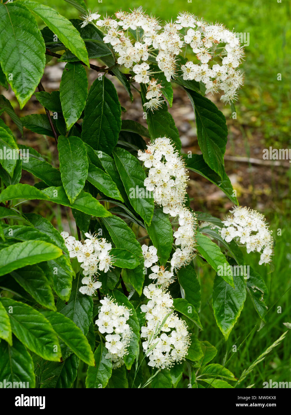 Early summer flowers of the hardy deciduous whitebeam tree, Sorbus folgneri 'Emiel' Stock Photo