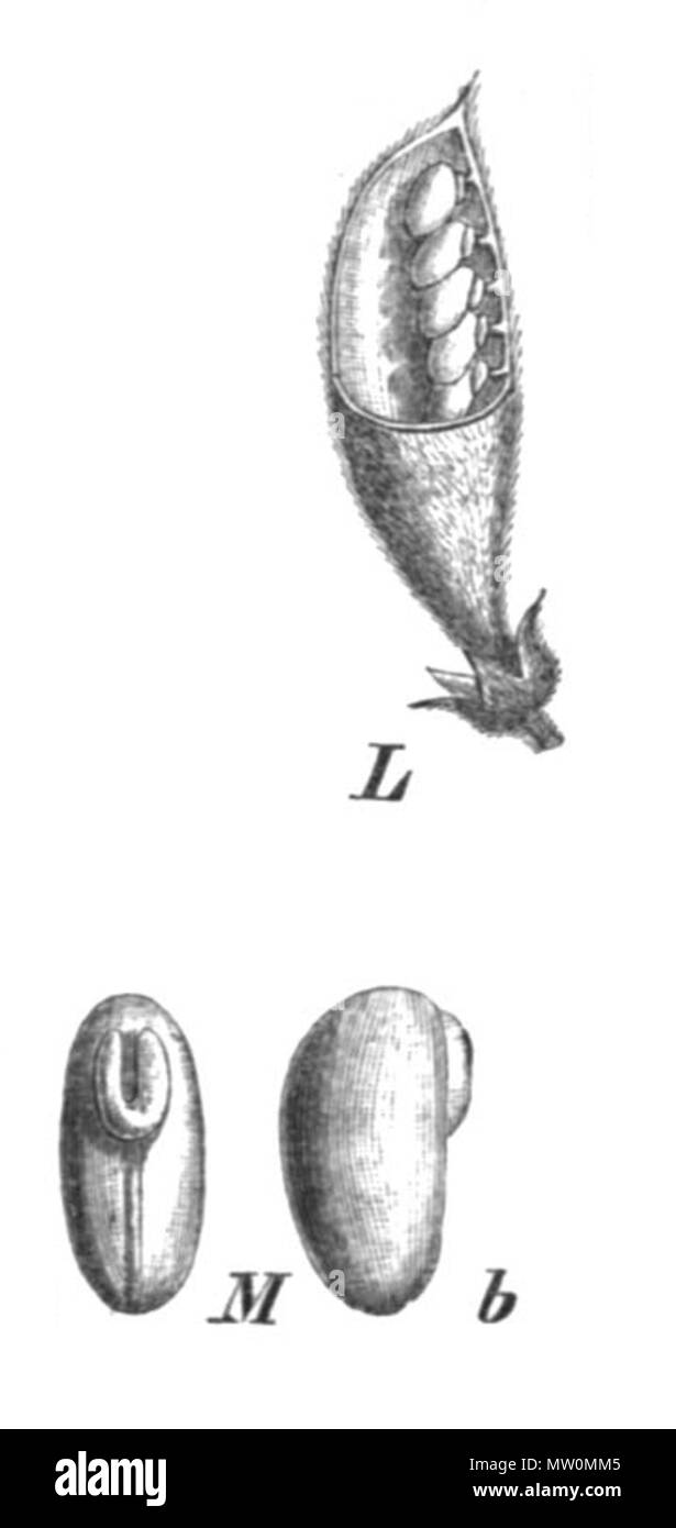 . Illustration from book . 1891. Paul Hermann Wilhelm Taubert (1862-1897) 489 Podalyria cuneifolia pods Taub104e Stock Photo