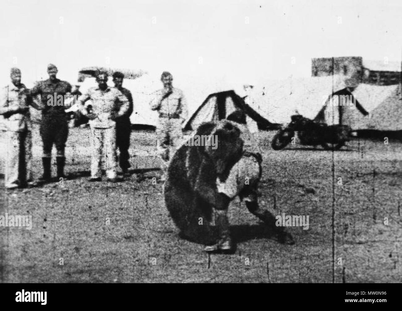 . English: Troops of the Polish 22 Transport Artillery Company (Army Service Corps, 2nd Polish Corps) watch as one of their comrades play wrestles with Wojtek (Voytek) their mascot bear during their service in the Middle East. 23 March 2013, 12:36:36. Unknown 490 Polish 22 Transport Artillery Company watch as one of their comrades play wrestles with Wojtek their mascot bear during their service in the Middle East. Stock Photo